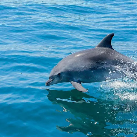 V4, Jardins Branqueira3 Near Beach,